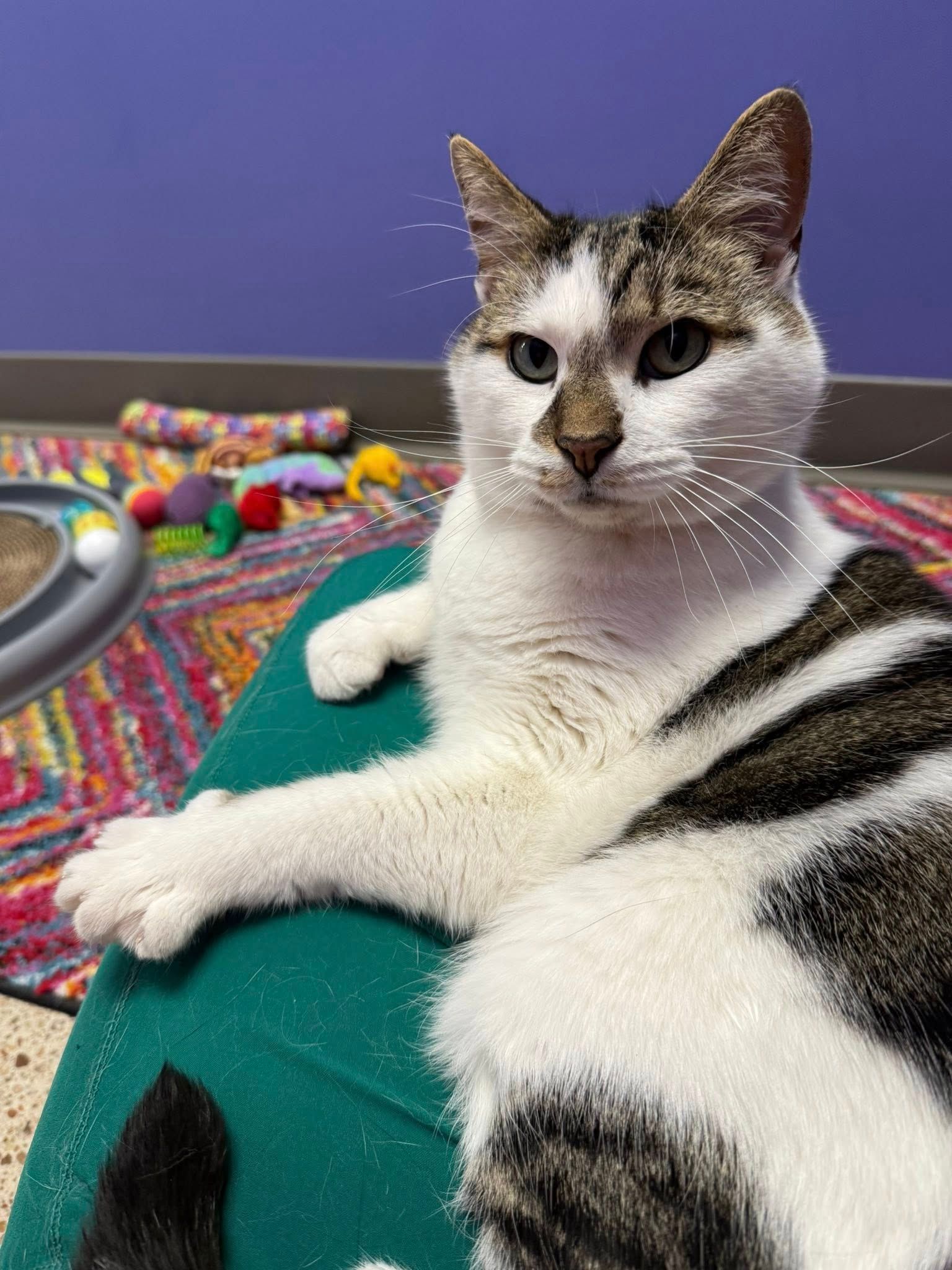 Cat with white and tabby markings resting on a green surface, looking at the camera. Purple wall in background.