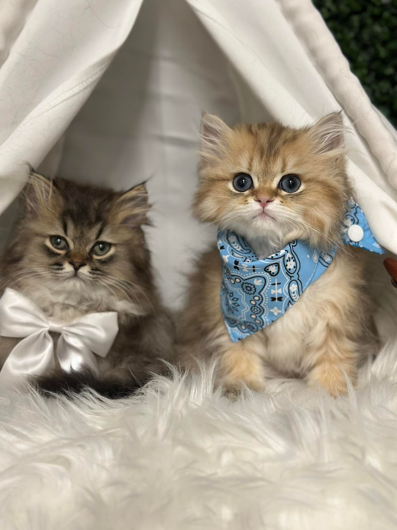 Two fluffy kittens, one brown with a bow, one golden with a blue bandana, sit together.