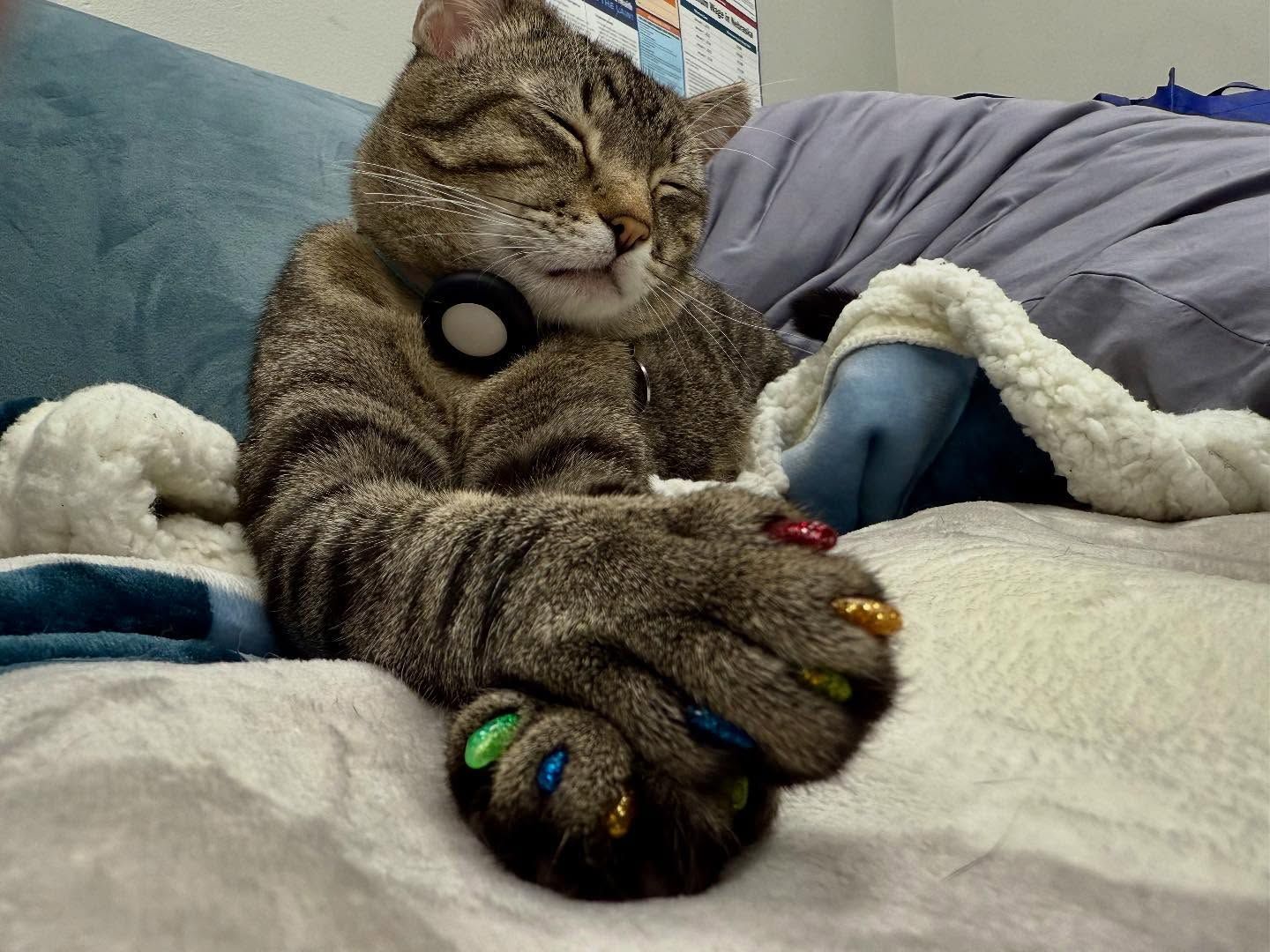 Cat wearing multicolored press-on nails and a collar, resting on a bed with closed eyes, appearing relaxed.