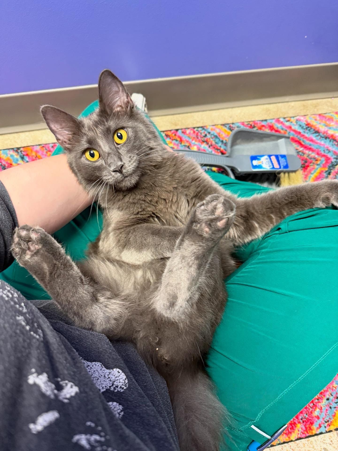 Gray cat sprawled on lap, legs outstretched, looking up with yellow eyes, setting is indoors.