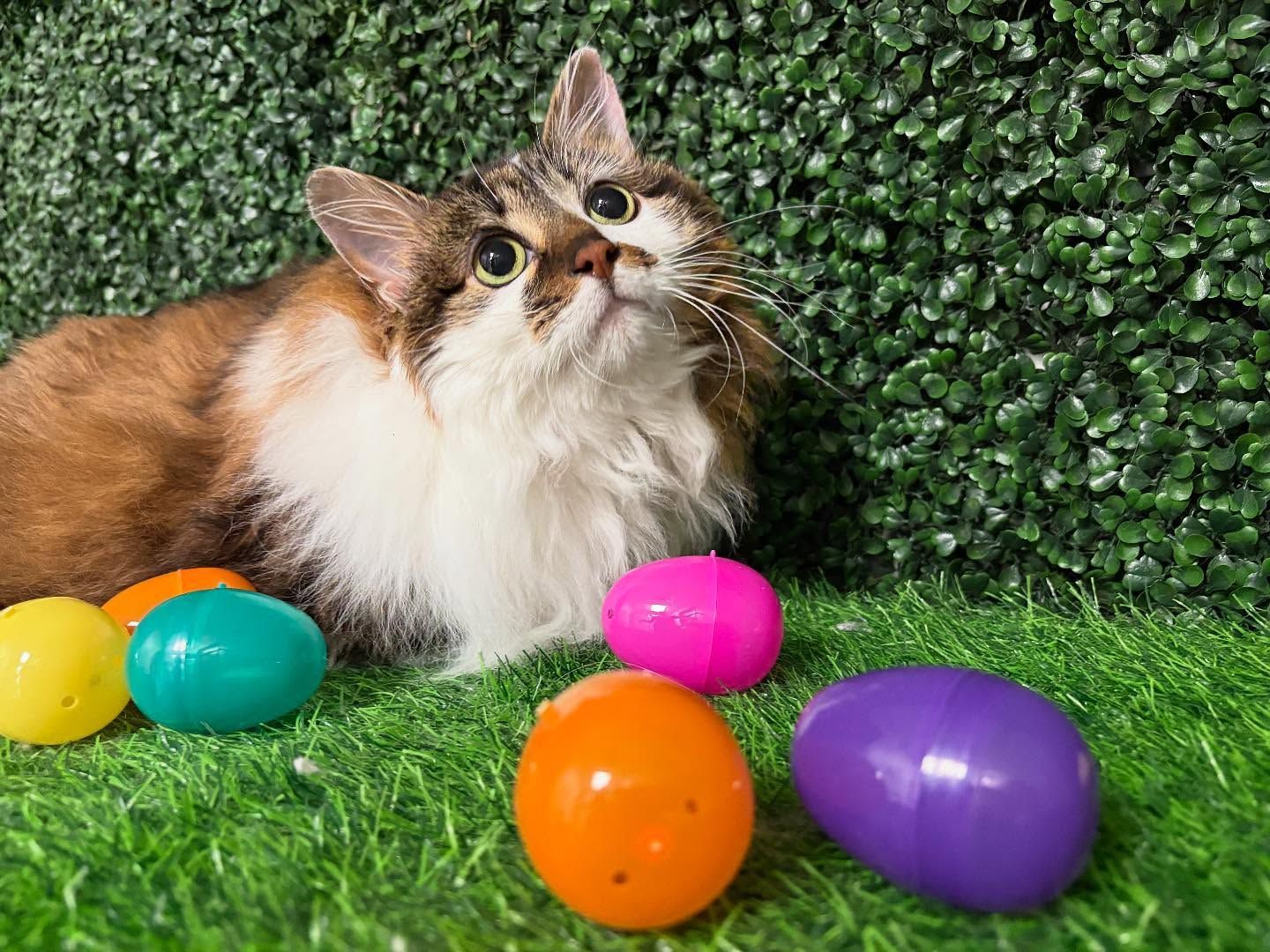 Cat with brown and white fur looks up at a backdrop, surrounded by colorful Easter eggs on green grass.