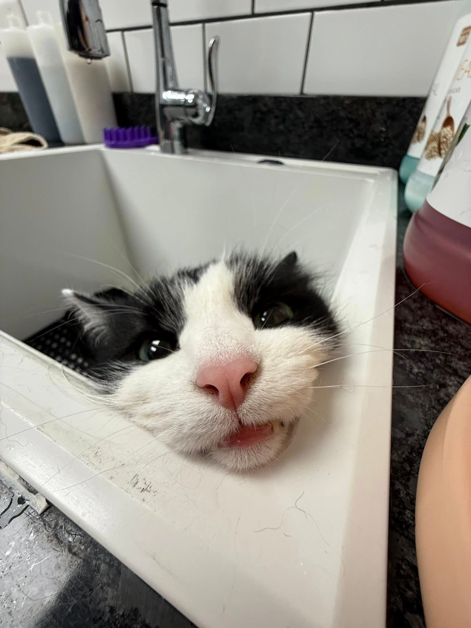 Black and white cat in a sink with water; face close up, pink nose, wet fur.