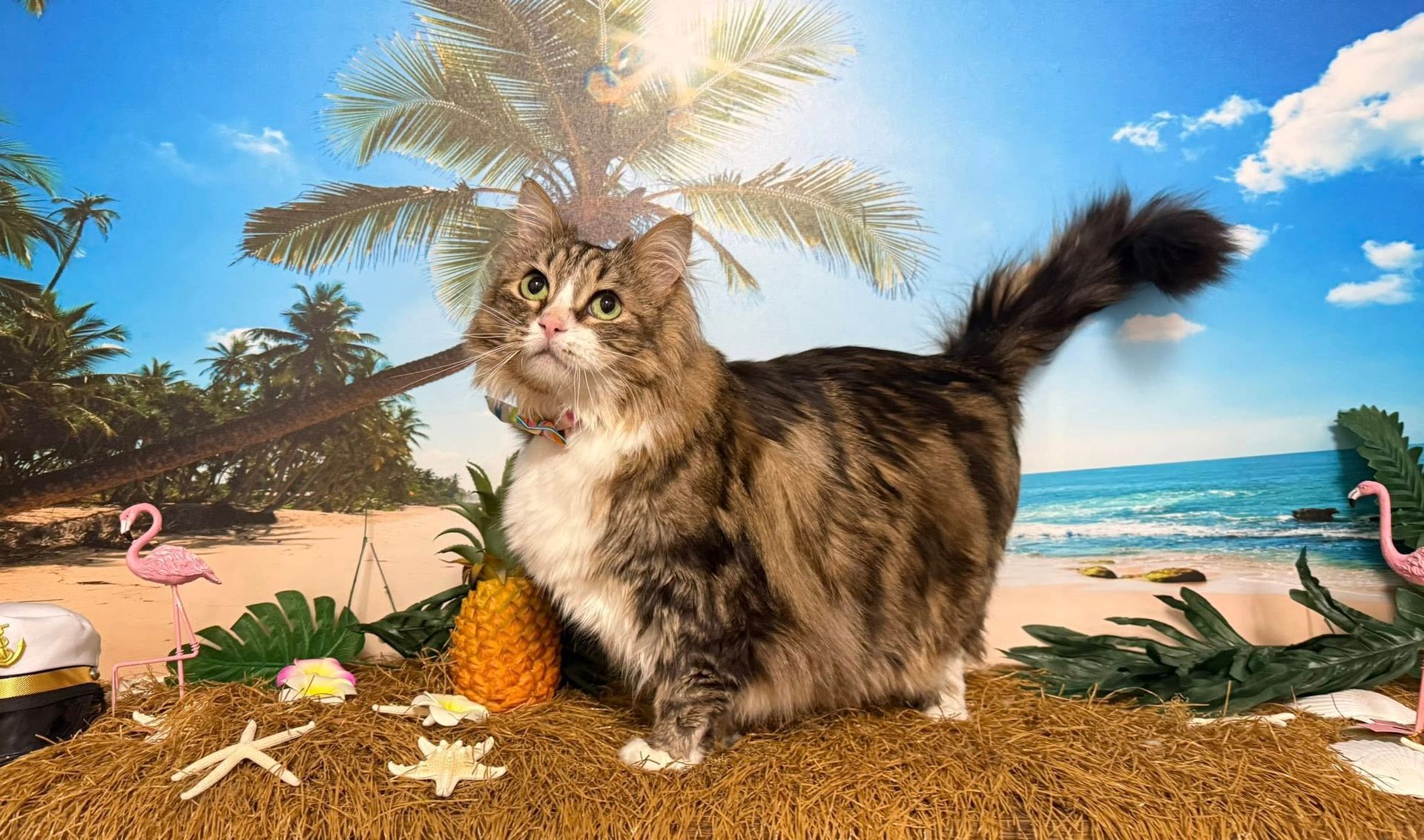 Fluffy cat in front of a tropical beach background, with pineapple and starfish.