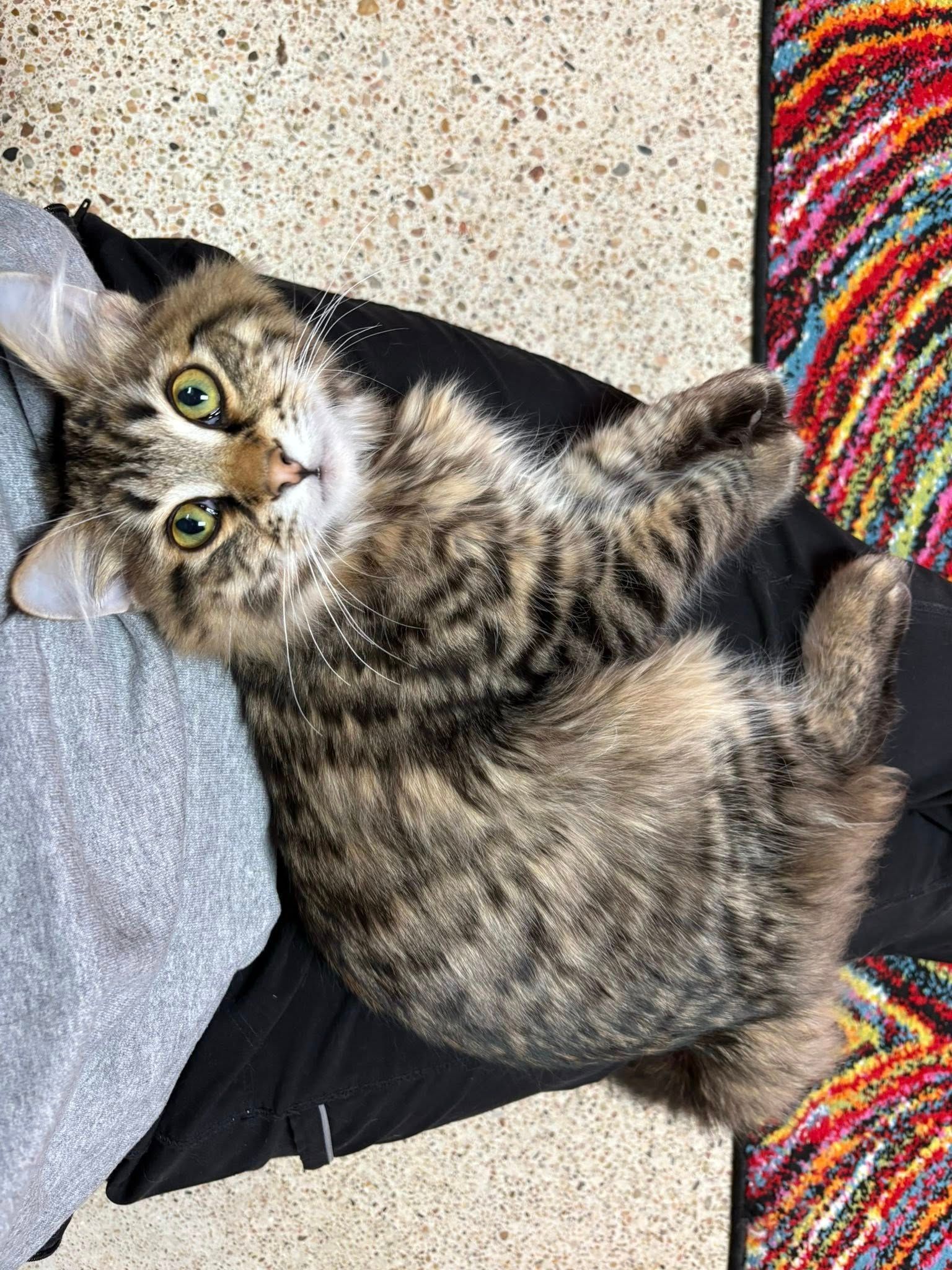 Fluffy tabby cat lying on its back with green eyes.