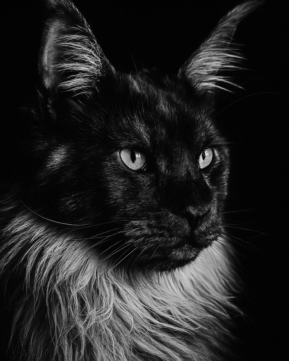 Black and white portrait of a Maine Coon cat with piercing eyes, a fluffy chest, and tufted ears, facing right.