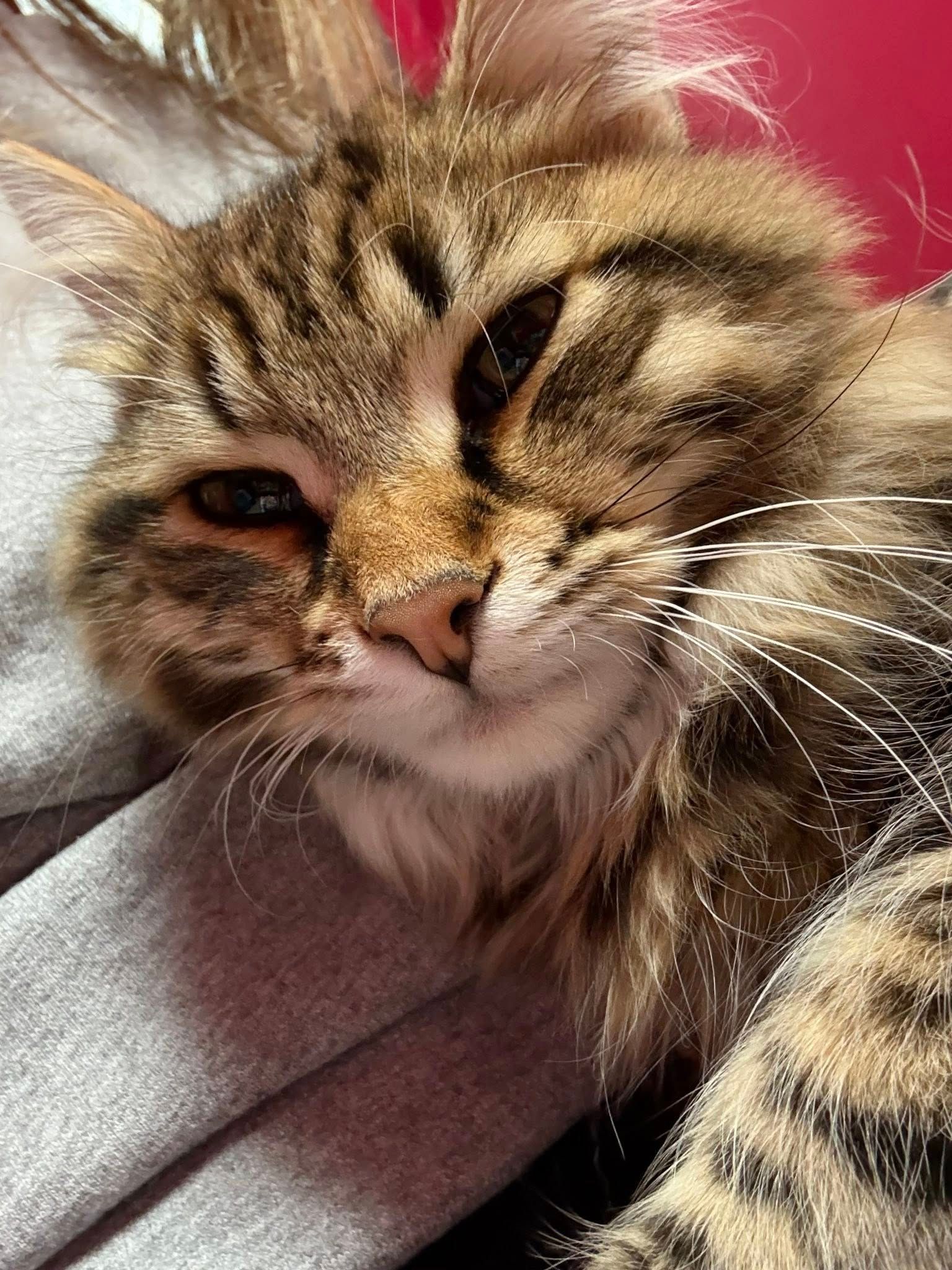 Fluffy tabby cat with closed left eye resting on a person wearing a gray hoodie.