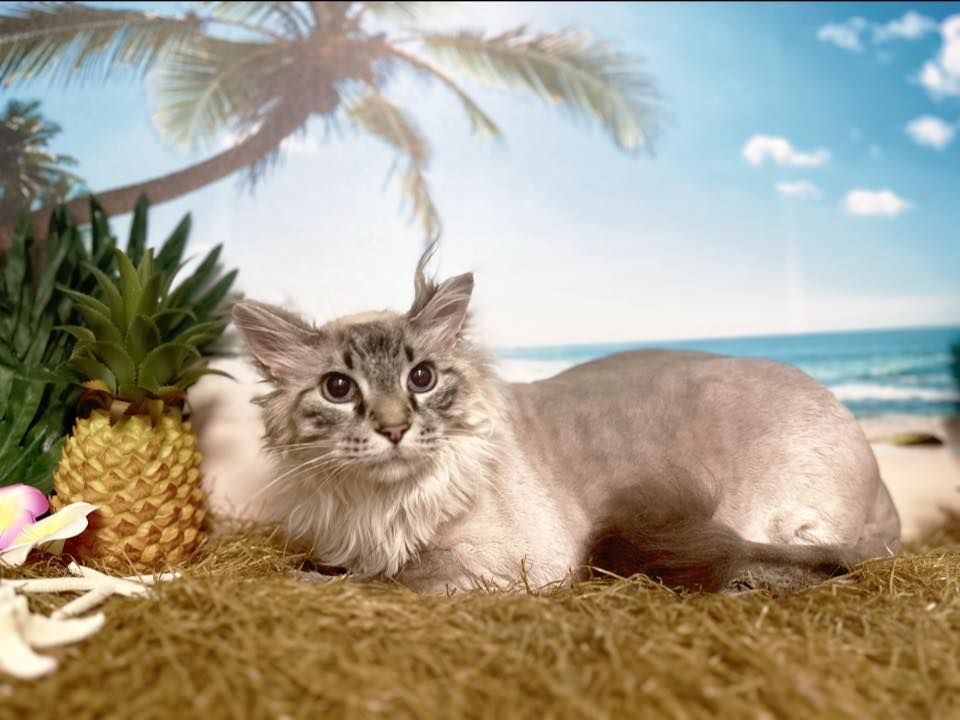 Cat with shaved body, lying on straw with pineapple, beach background.