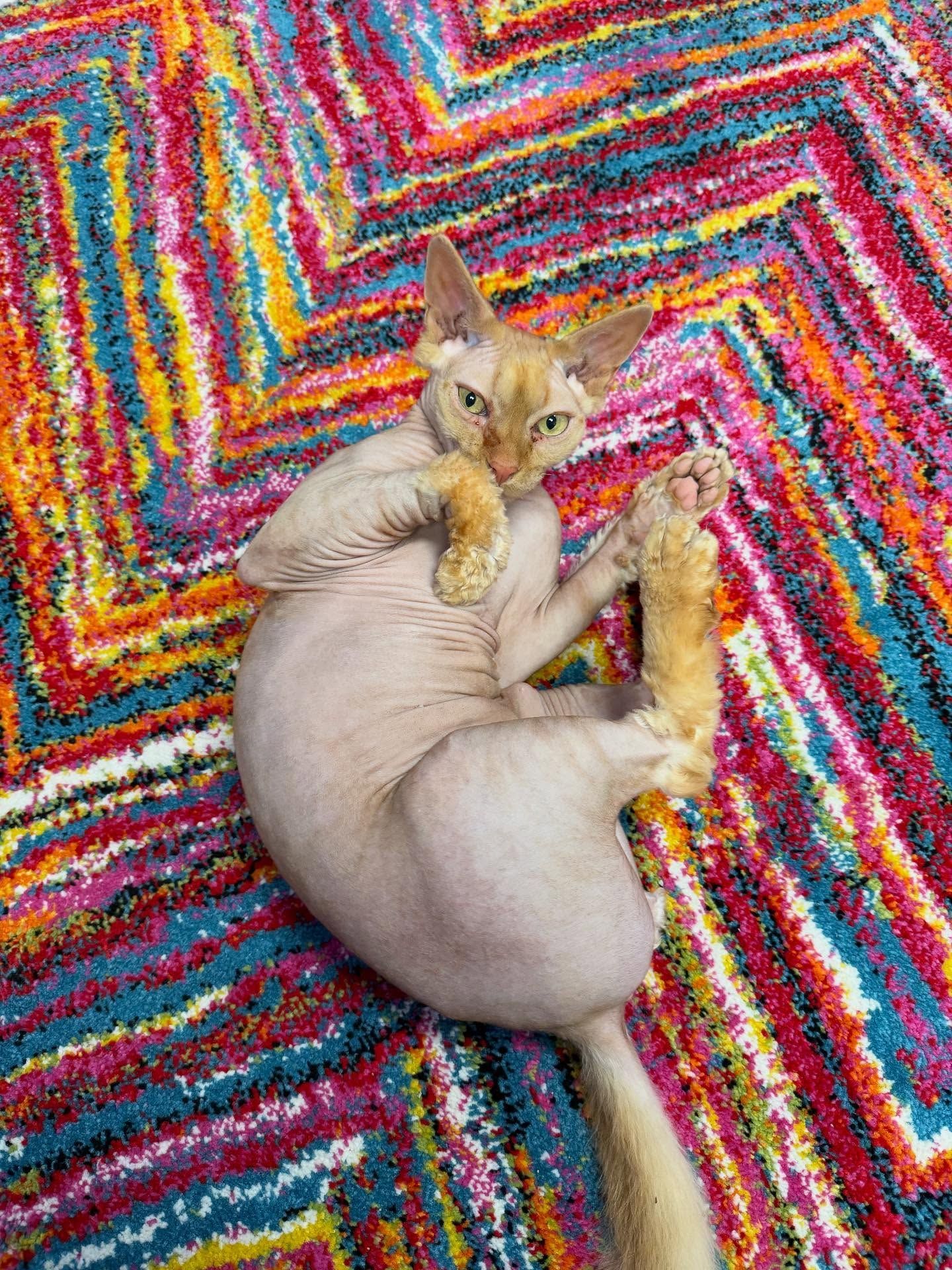 Sphynx cat lounges on colorful zigzag rug, gazing up with paws crossed and open mouth.