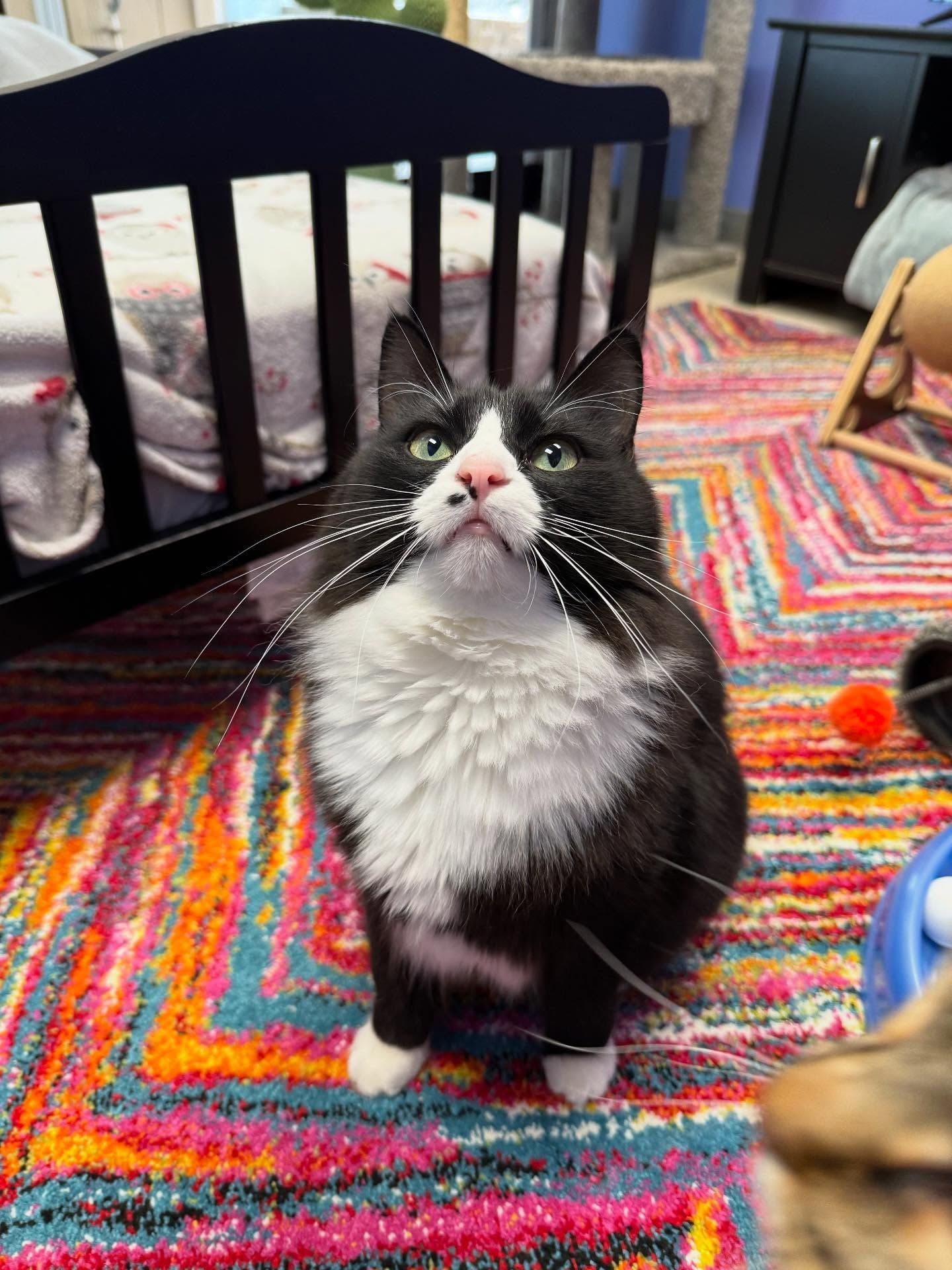 Black and white cat with long whiskers looking up, sitting on a colorful rug.