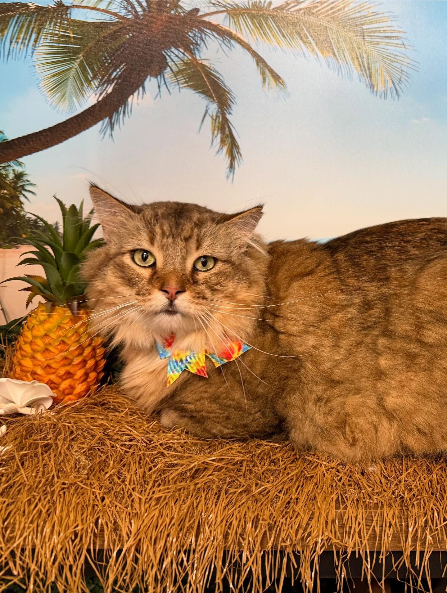 Cat wearing a lei, lounging on straw with a pineapple, palm tree backdrop.