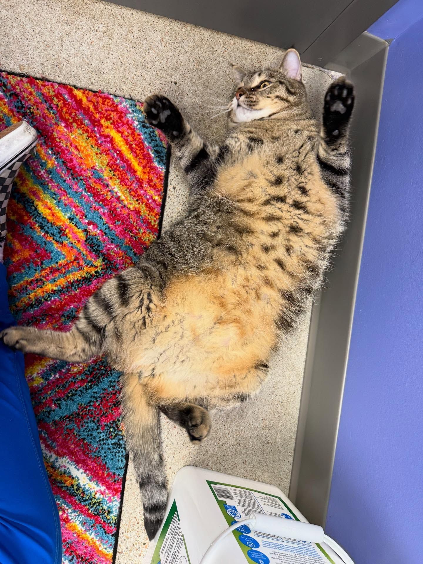 Tabby cat lying on back with paws raised on a colorful rug next to a white object, indoors.