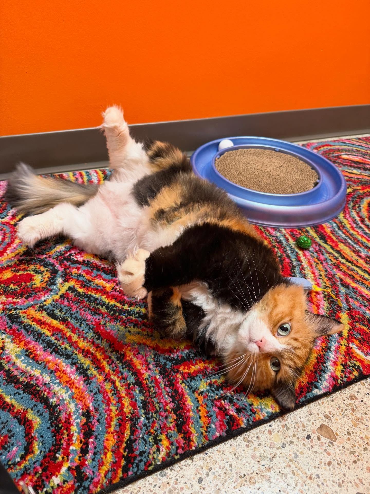Calico cat lies on its back on a colorful rug, looking at the viewer. A blue cat toy is nearby.