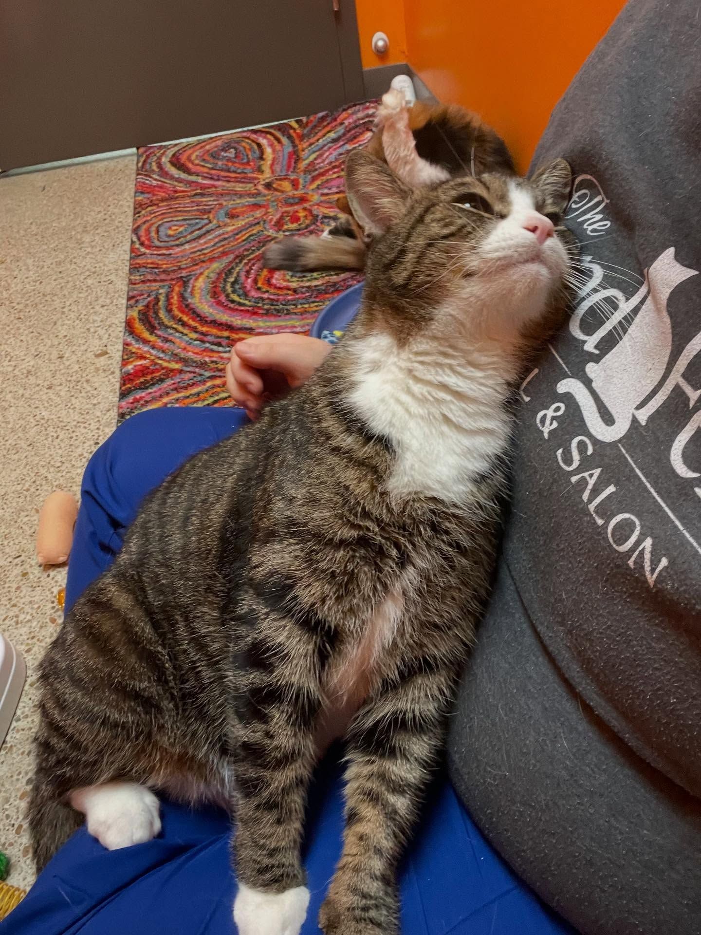 Tabby cat with white chest rests on person's lap, looking up.