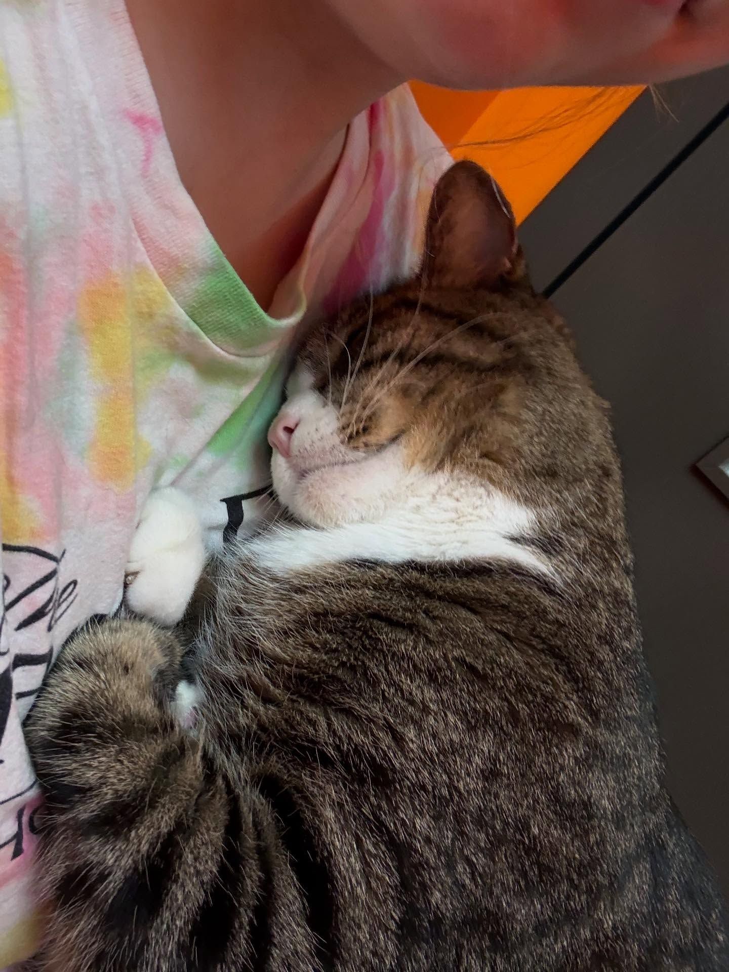 Cat sleeping peacefully on a person's chest. Brown tabby fur, white patch, closed eyes, and a tie-dye shirt.
