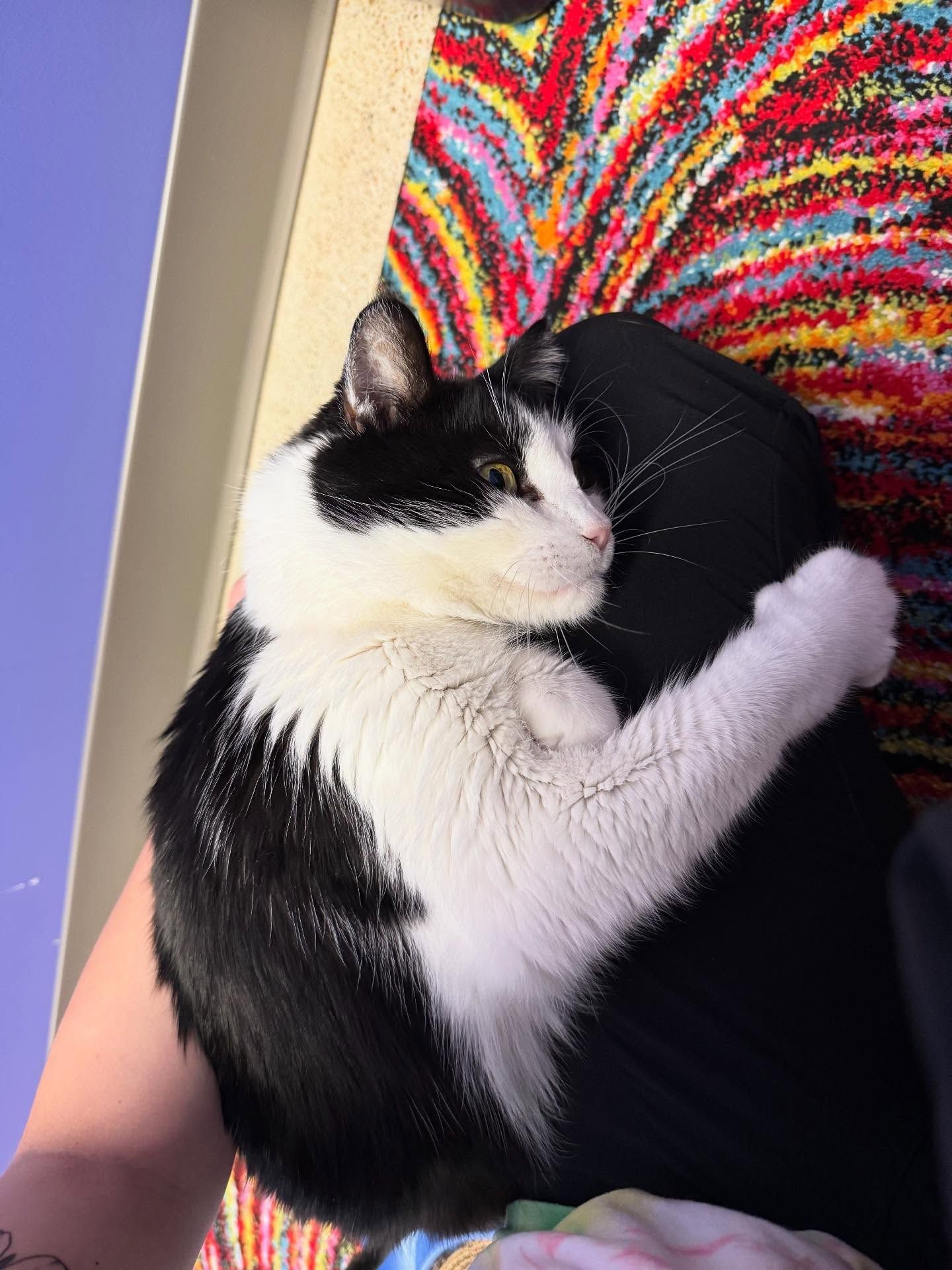 Black and white cat hugging a person’s leg; resting on a colorful blanket in sunlight.