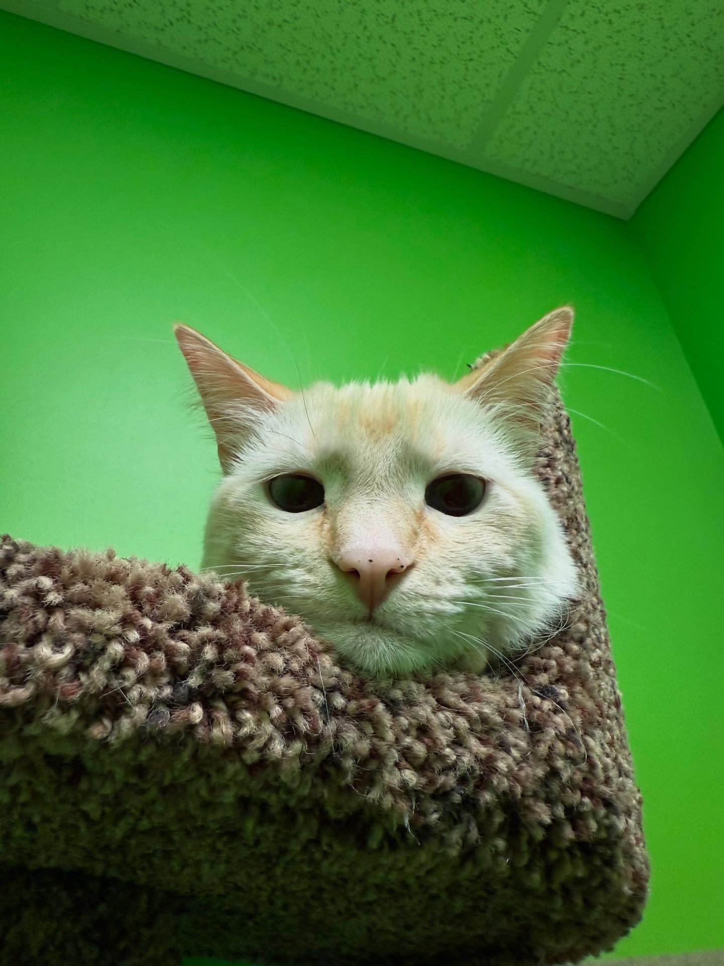 Cat peers out from a brown, fuzzy cat tree against a bright green wall.