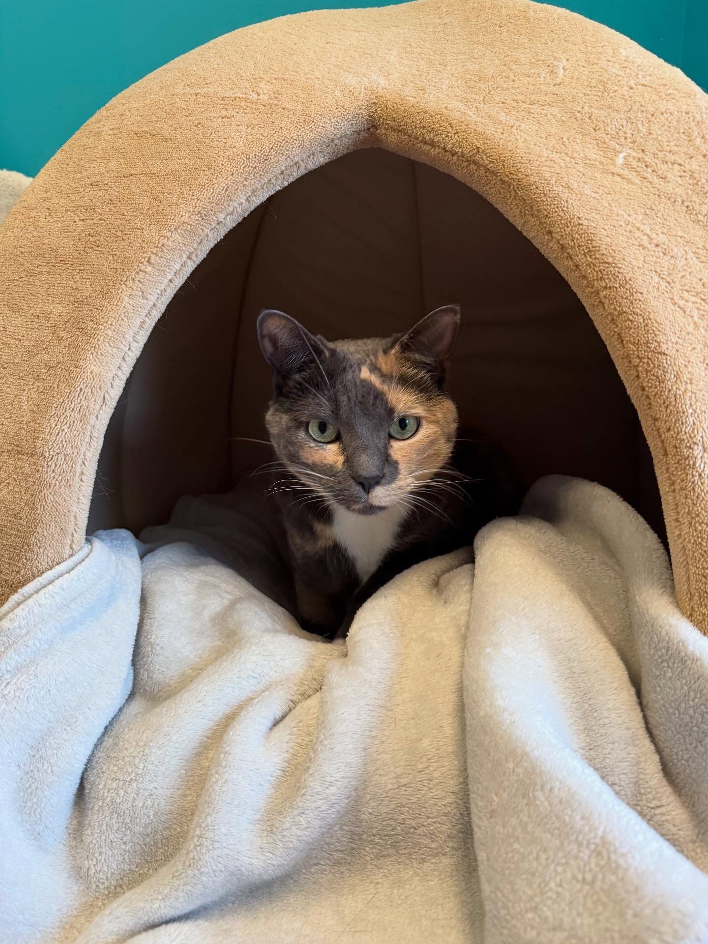 Calico cat nestled in a beige cat bed with a light blue blanket.