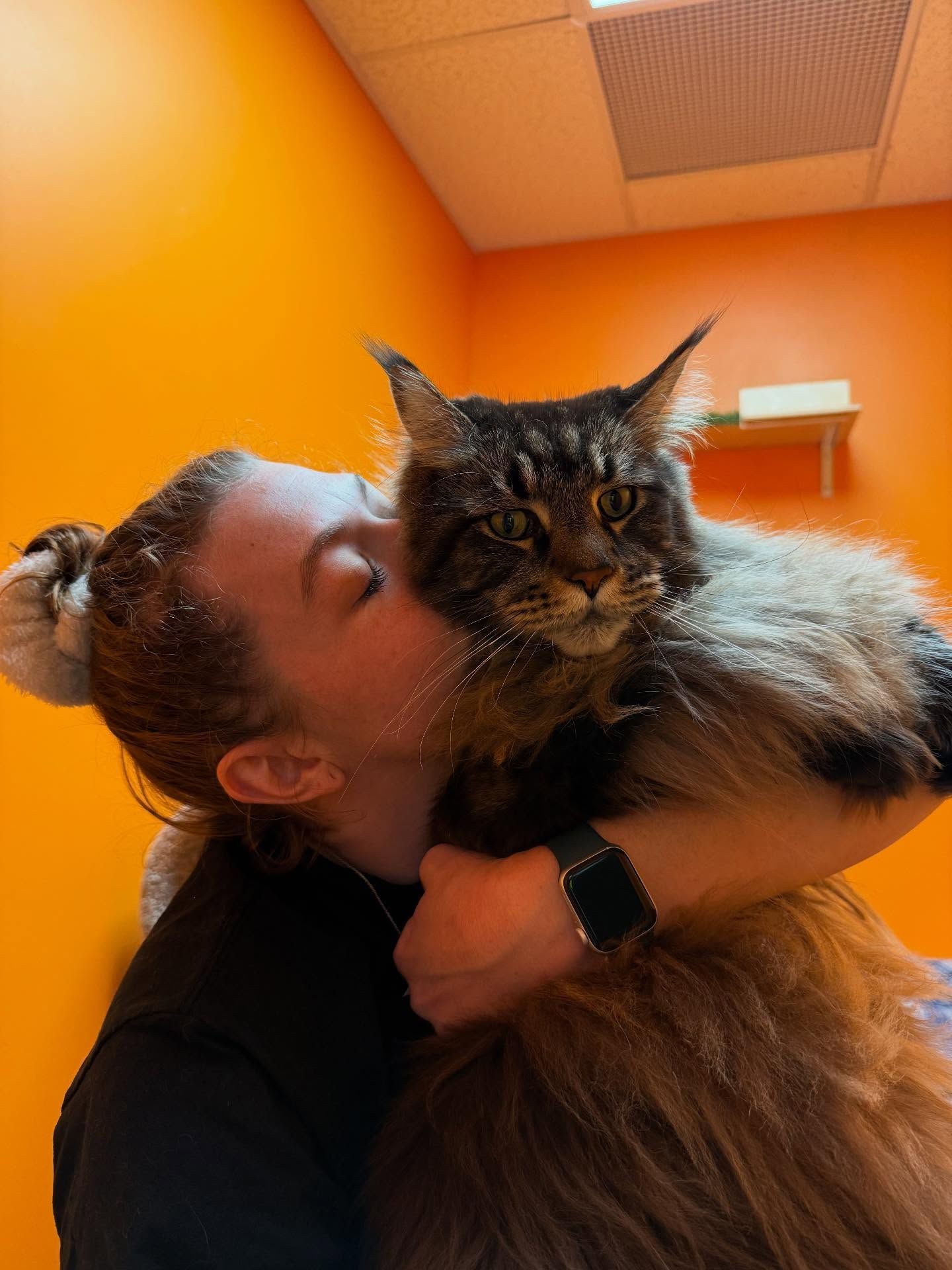 Woman kissing a large, fluffy cat. Orange wall background.