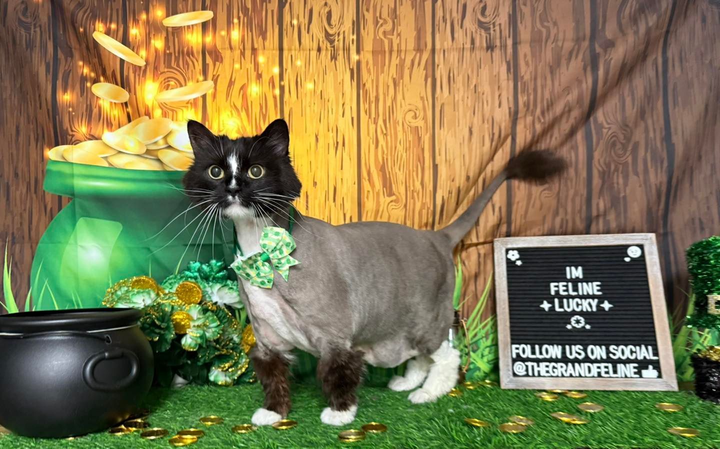 Cat in a green bow, with shaved fur, poses next to a pot of gold and a sign that says 