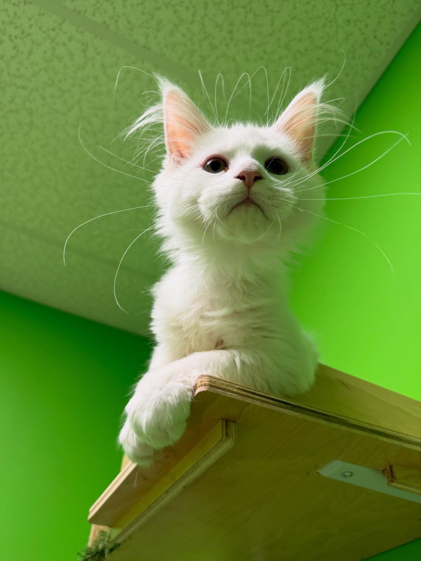 White cat with long whiskers perches on wooden shelf against a bright green wall.