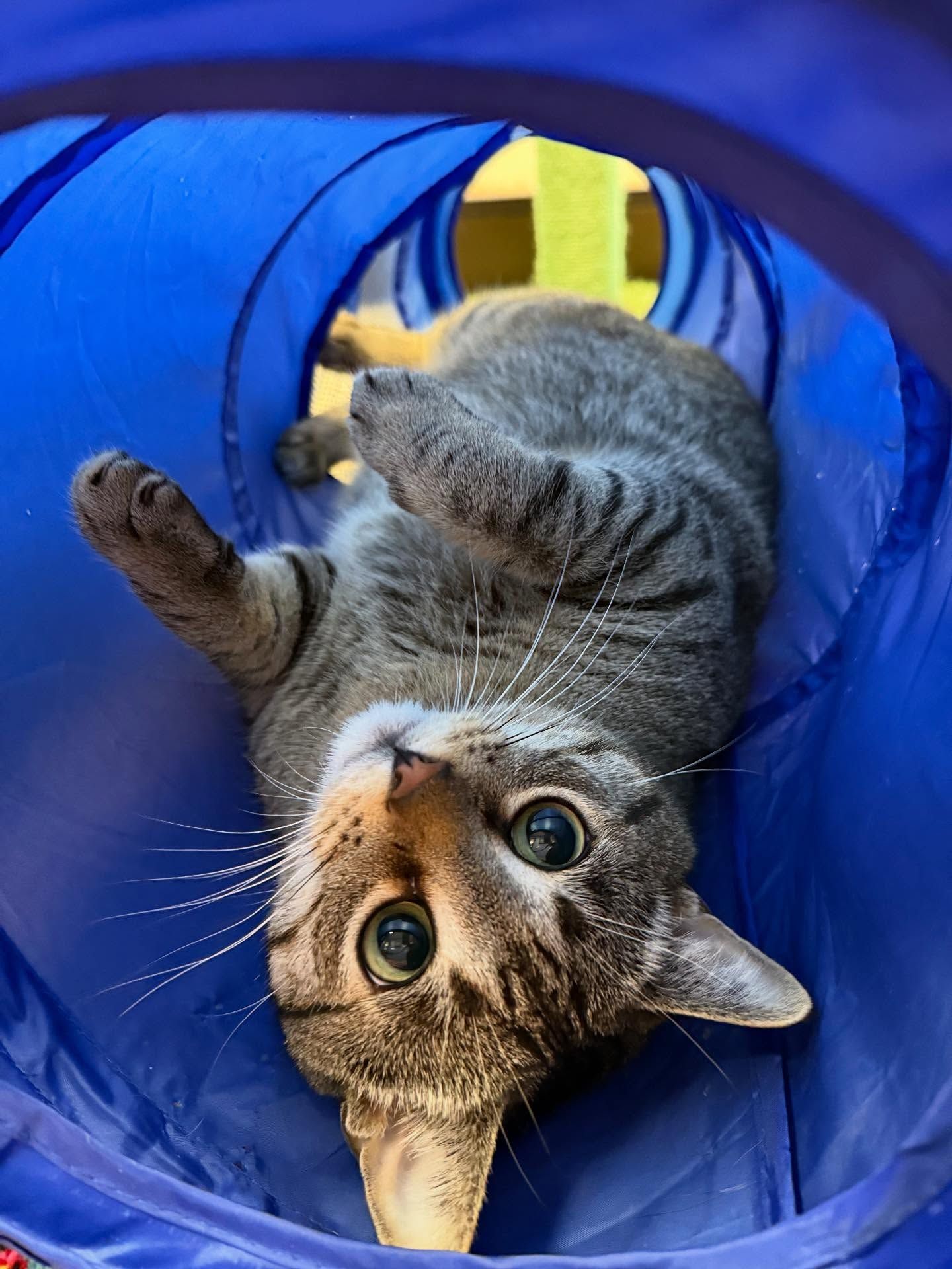 Cat lying upside down in a blue tunnel, looking up with wide eyes.