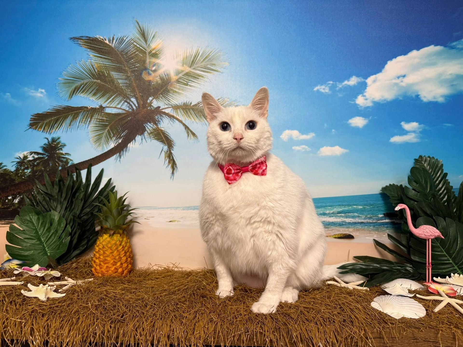 White cat wearing a pink bow tie sits on a tropical beach scene, with palm trees, a pineapple, and flamingo decor.