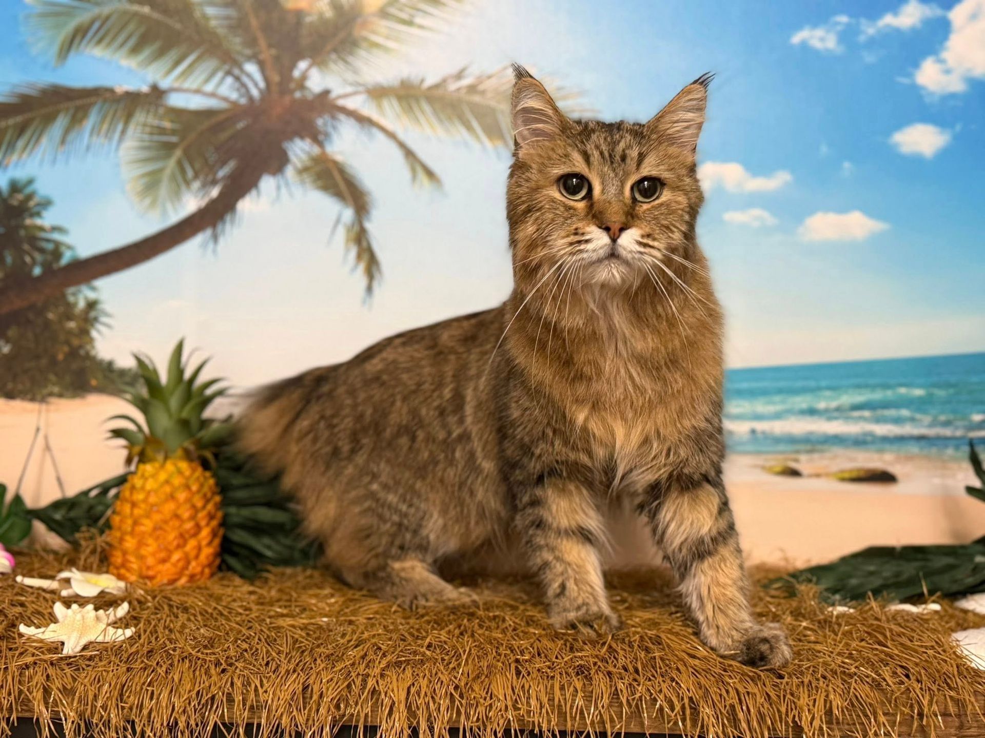 Cat sitting on straw mat with pineapple, beach scene background.