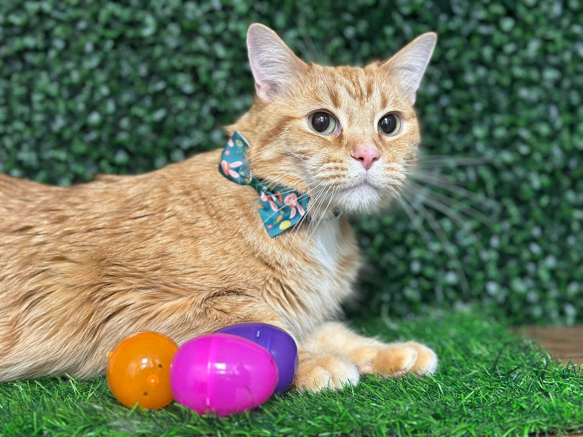Orange tabby cat wearing a bow tie, next to colorful Easter eggs on green grass.