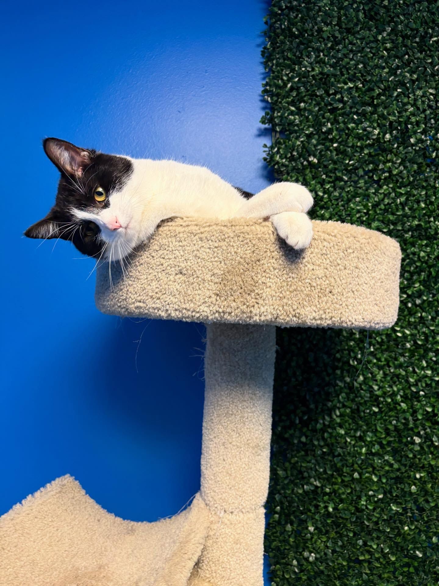 Black and white cat lounging on a tan cat tree against blue and green walls.
