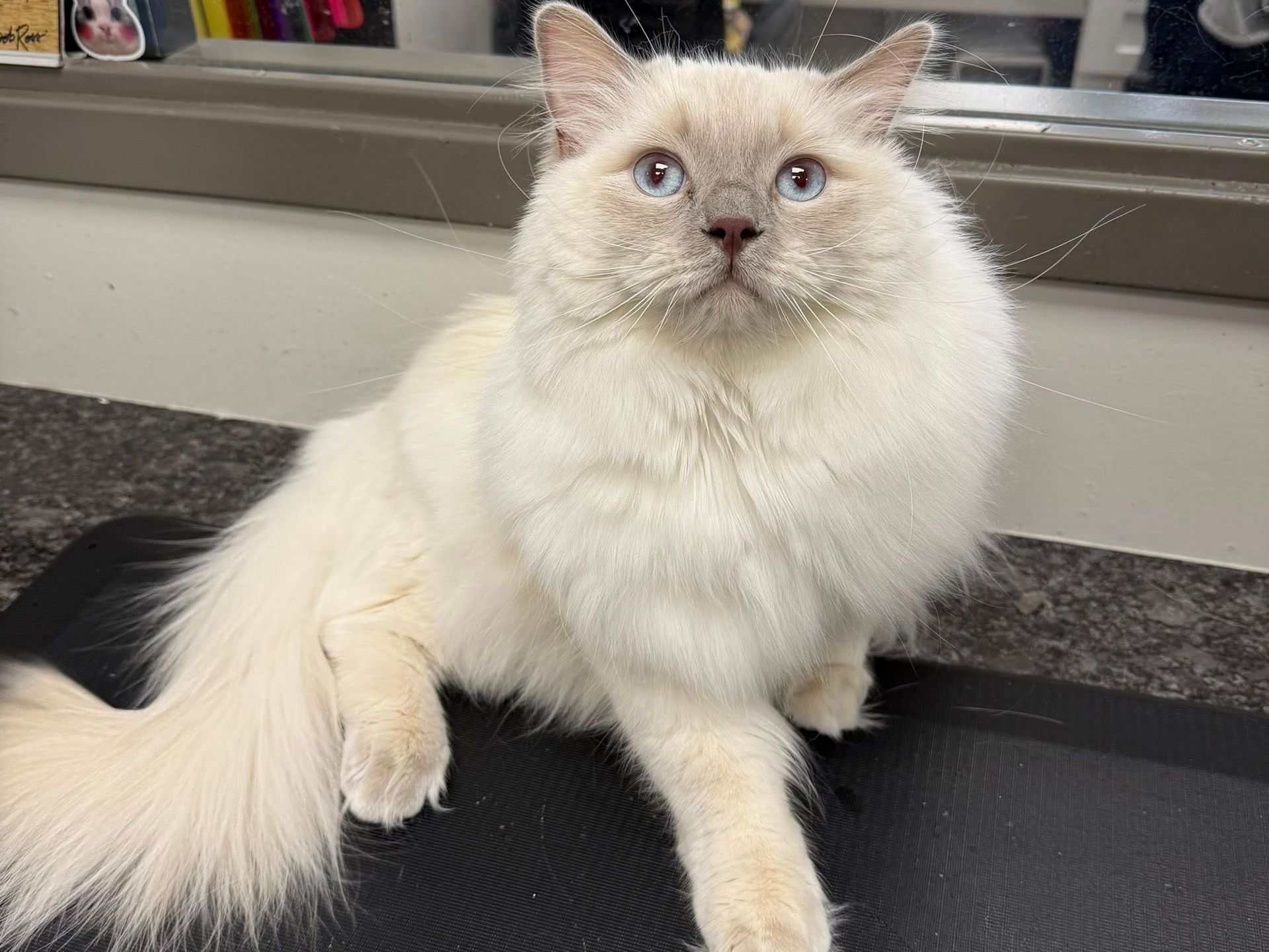 Fluffy, light-colored cat with blue eyes; sitting on a black surface.