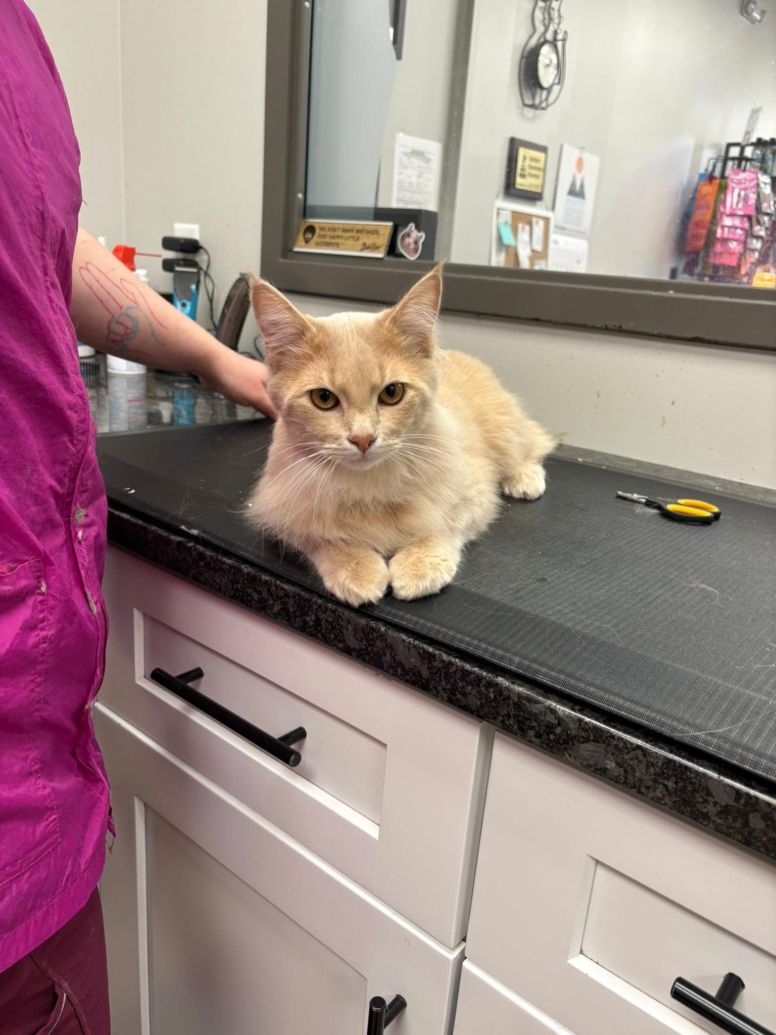 Orange cat lying on grooming table, being petted by a person wearing a pink shirt.