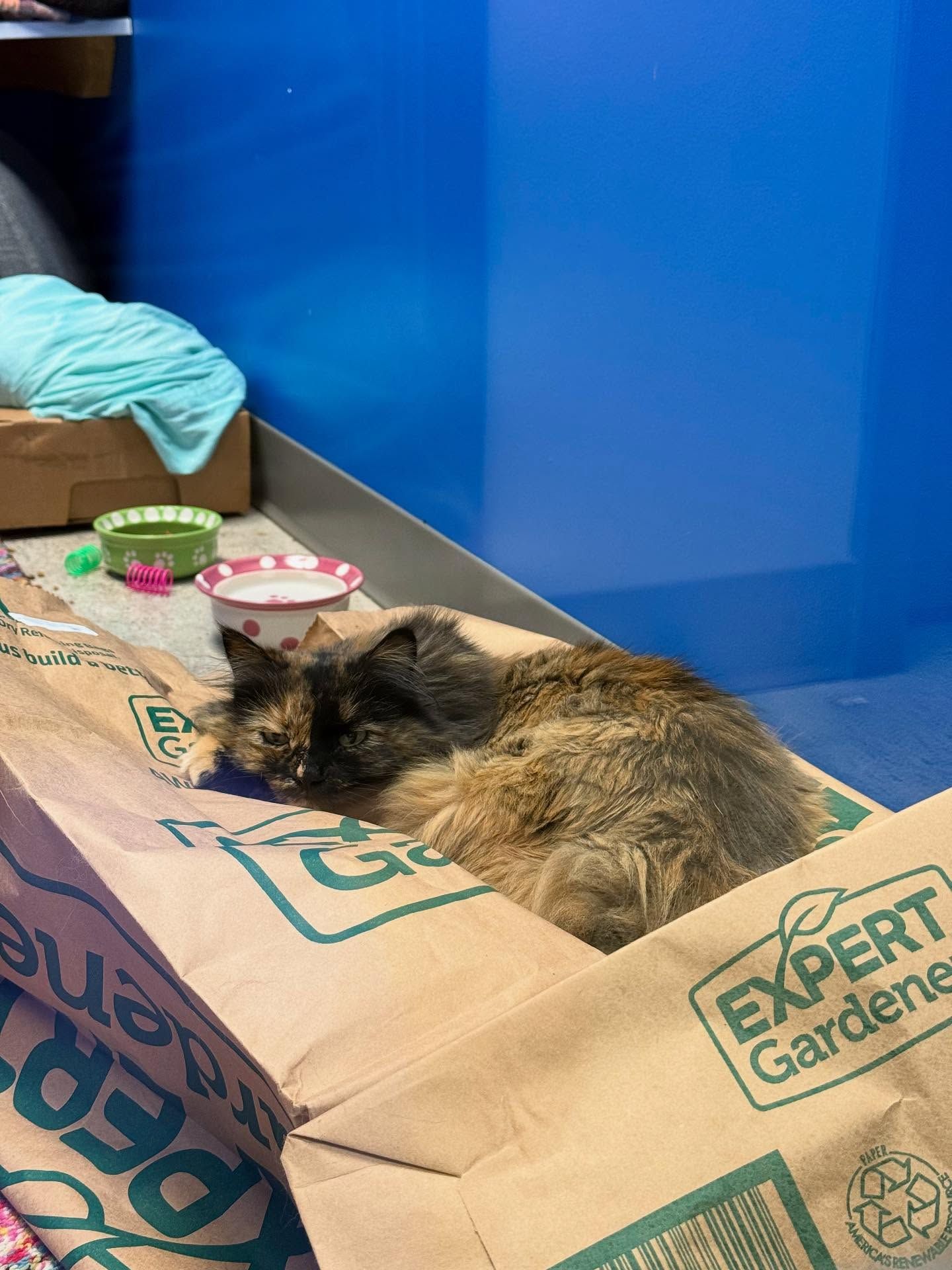 Cat resting in a paper bag, near food bowls and a blue wall.