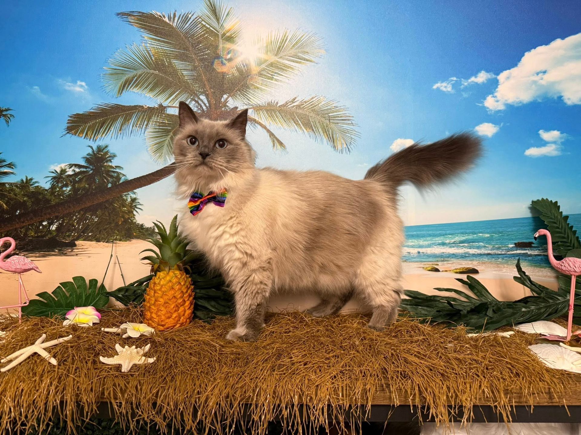 Ragdoll cat wearing a bow tie poses in a tropical scene with a pineapple and flamingo.