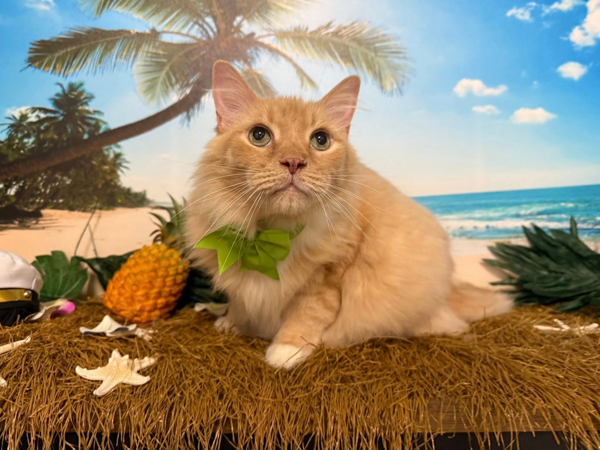 Orange cat with a green bow tie sits on faux straw, with a beach background, next to a pineapple.