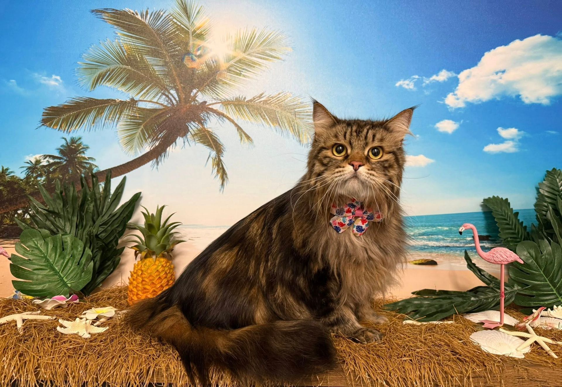 Brown tabby cat wearing a bow tie, seated on straw in a tropical beach scene.