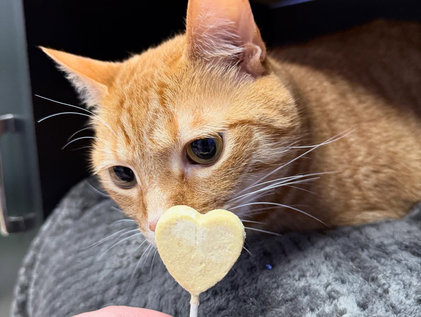 Orange cat sniffing a yellow heart-shaped treat held in a person's hand.