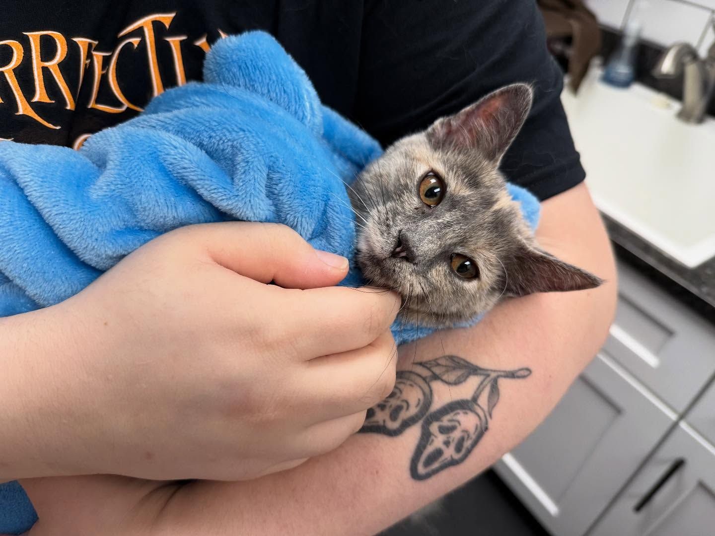 Person holding a gray cat wrapped in a blue towel. Cat looks calm with amber eyes. Tattoo on arm.