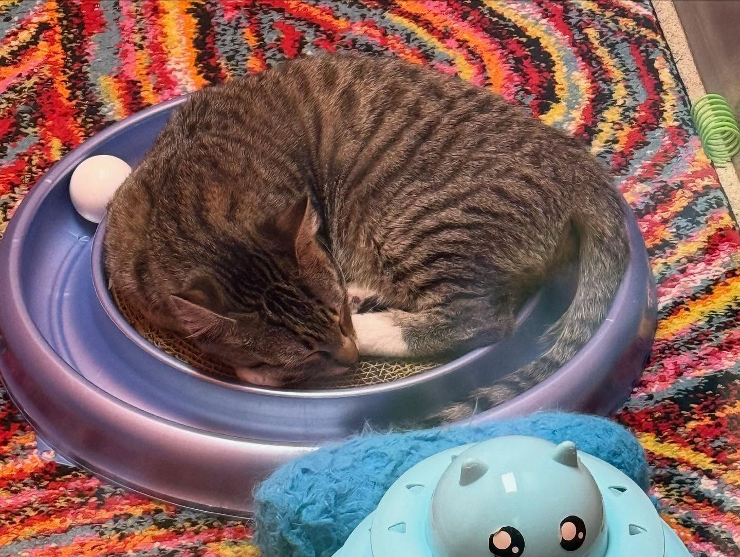 Cat curled up in a blue pet bed, resting head near a white ball. Blue and colorful rug in the background.