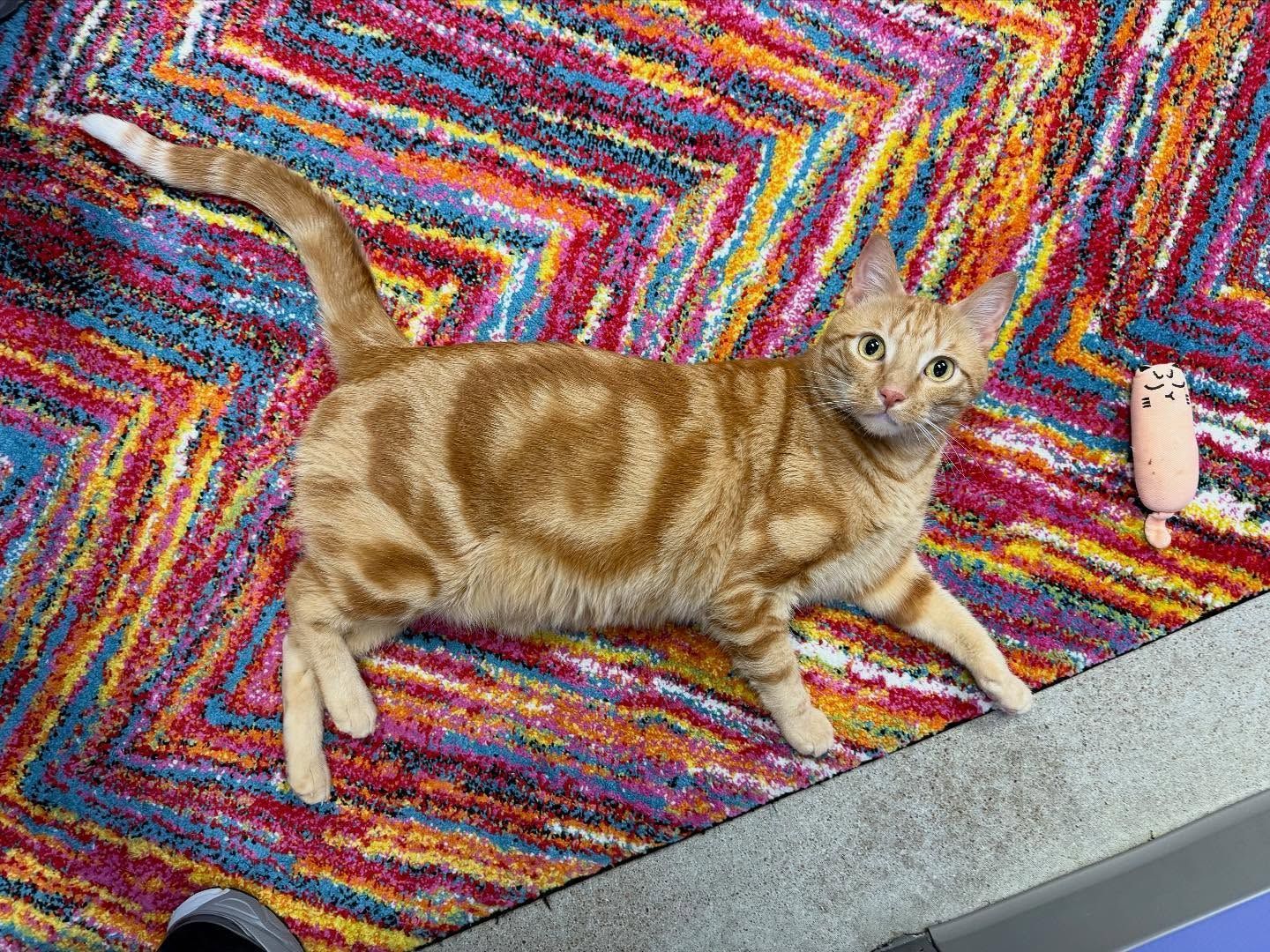 Orange tabby cat with swirled pattern on colorful patterned rug.