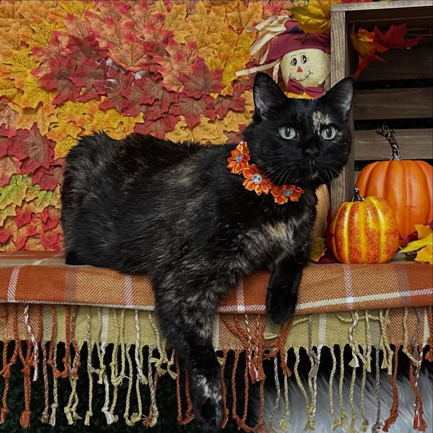 Tortoiseshell cat wearing orange collar, lounging on fall-themed shelf with pumpkins and leaves.