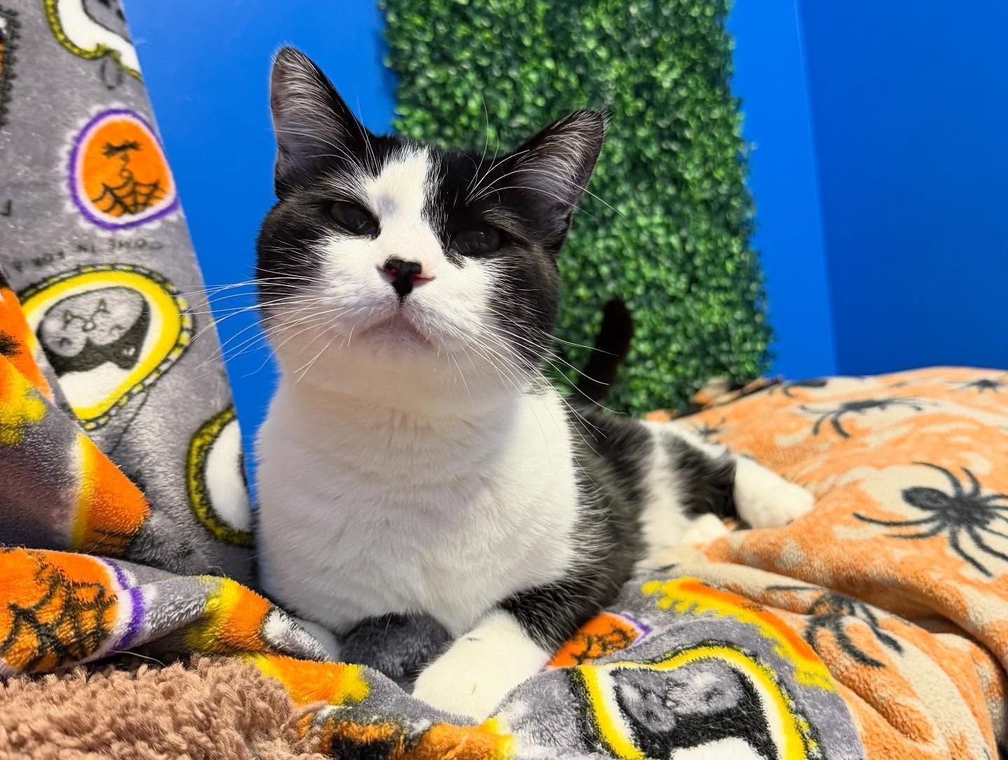 The Grand Feline Hotel And Salon