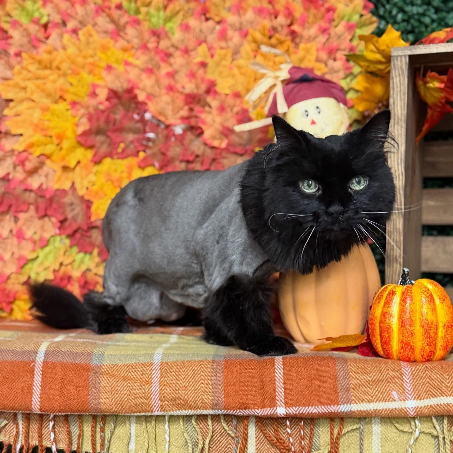 Black cat with a lion cut, fall-themed setting with pumpkins and autumn leaves.