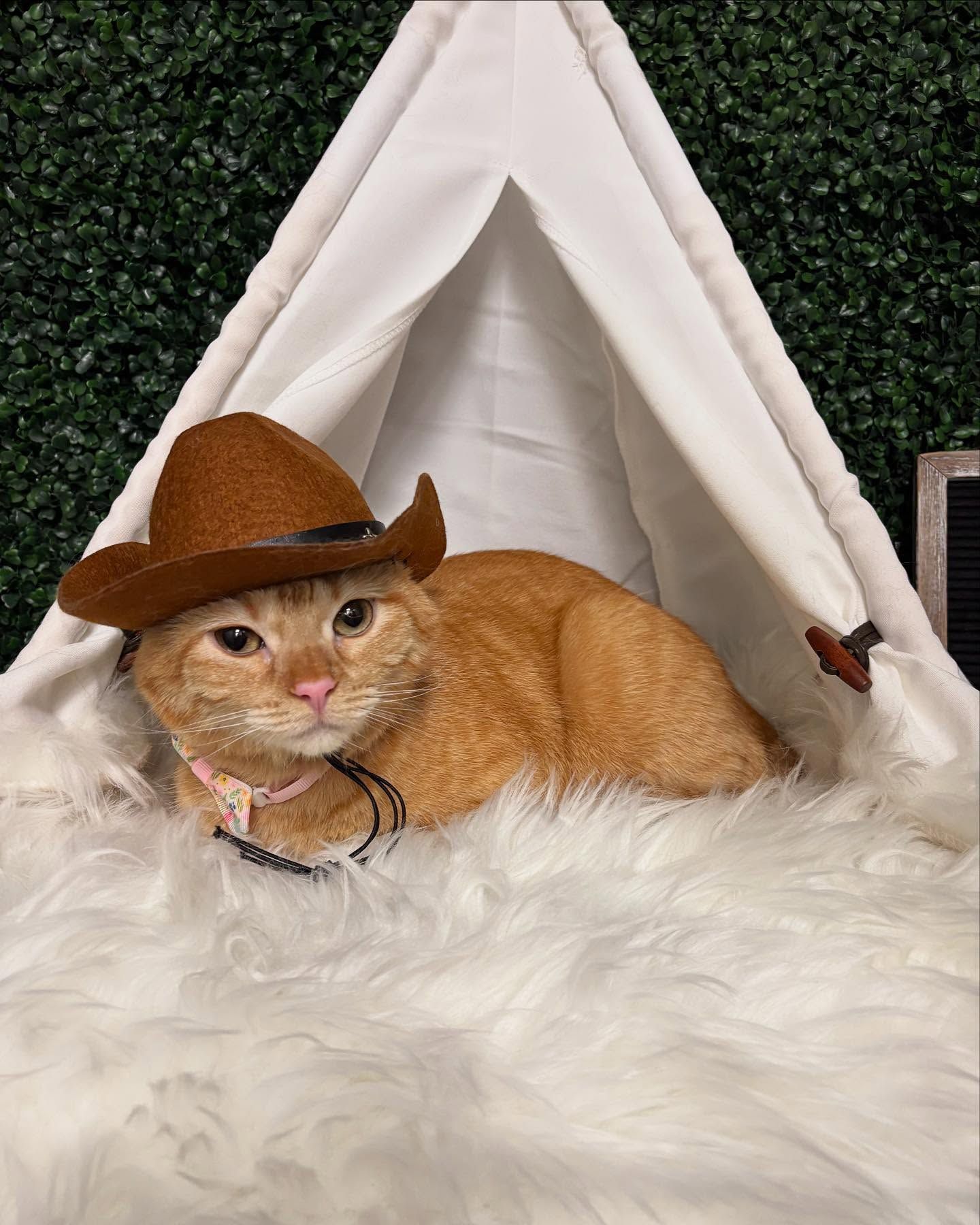 Orange cat wearing a cowboy hat, resting inside a white tent on fluffy white fabric. Green background.