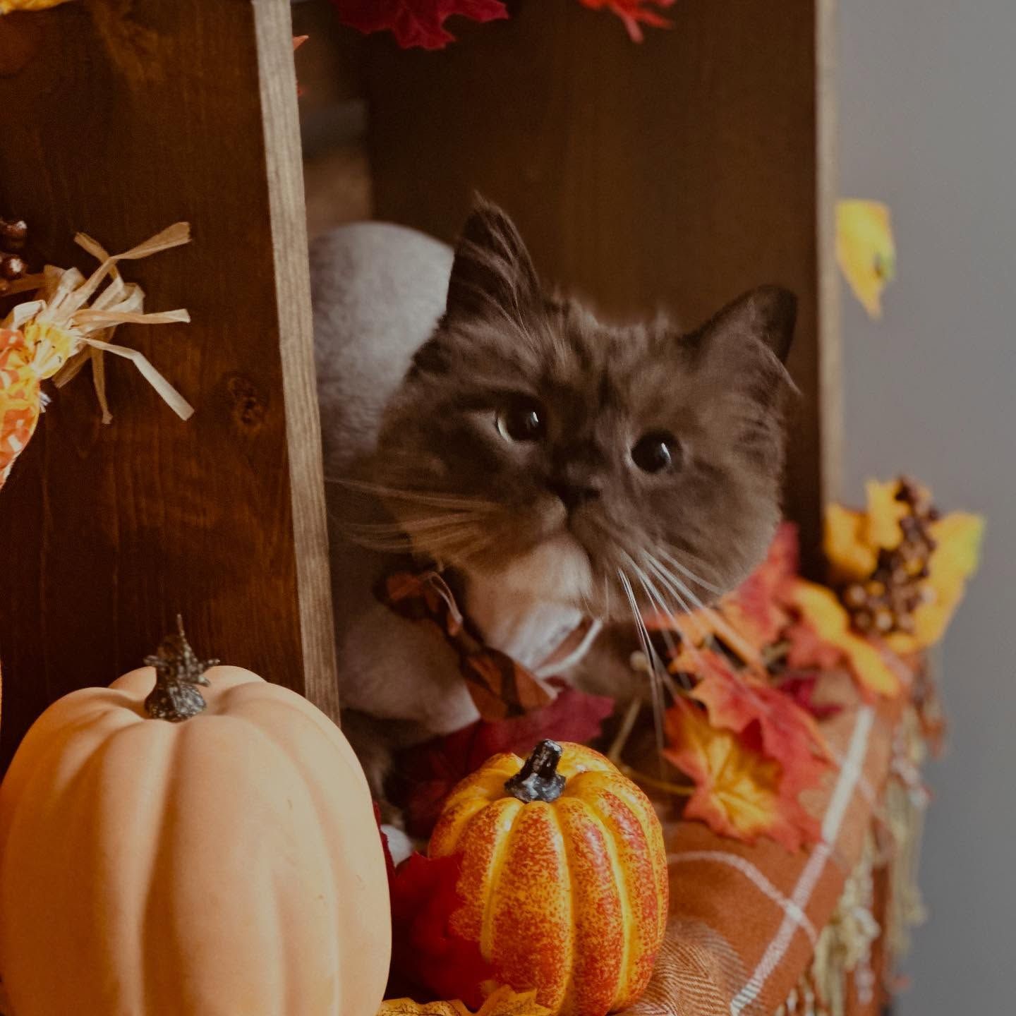 Cat with brown fur and bow tie among pumpkins and fall foliage.
