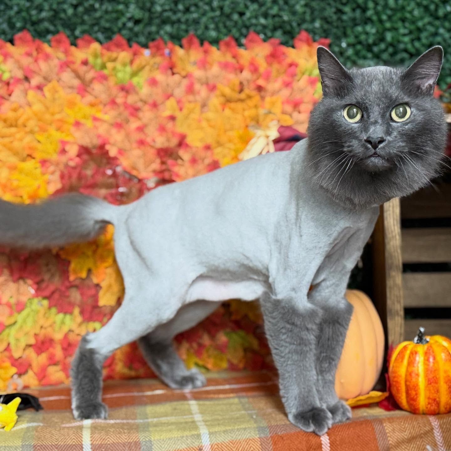 Gray cat with a lion cut, standing in front of fall leaves and pumpkins.
