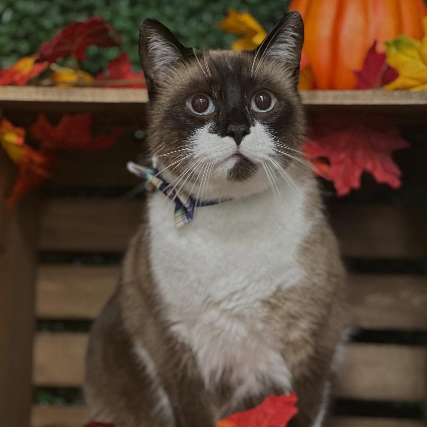 Seal-point cat with white chest and paws, wearing a bowtie, sits among fall leaves and a pumpkin.