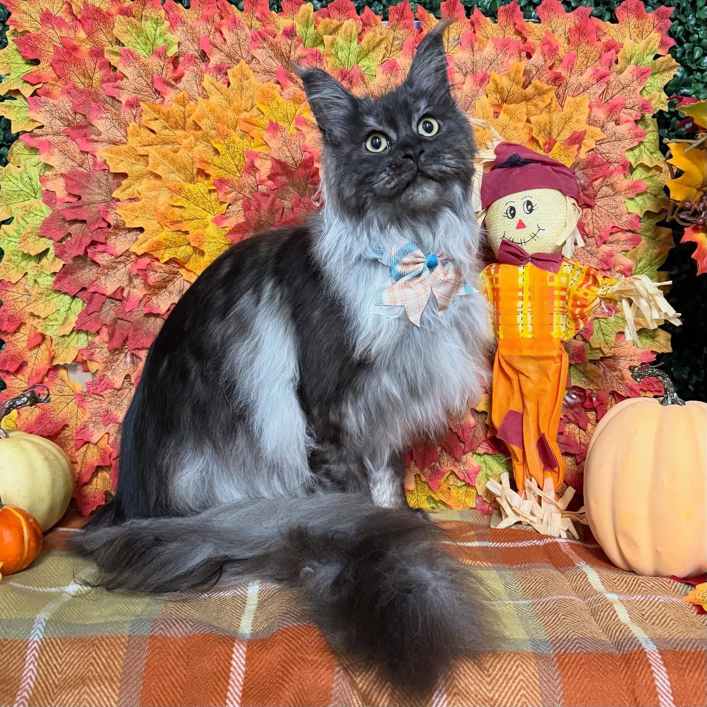 Maine Coon cat with gray and white fur sits in a fall setting, next to a scarecrow and pumpkins.