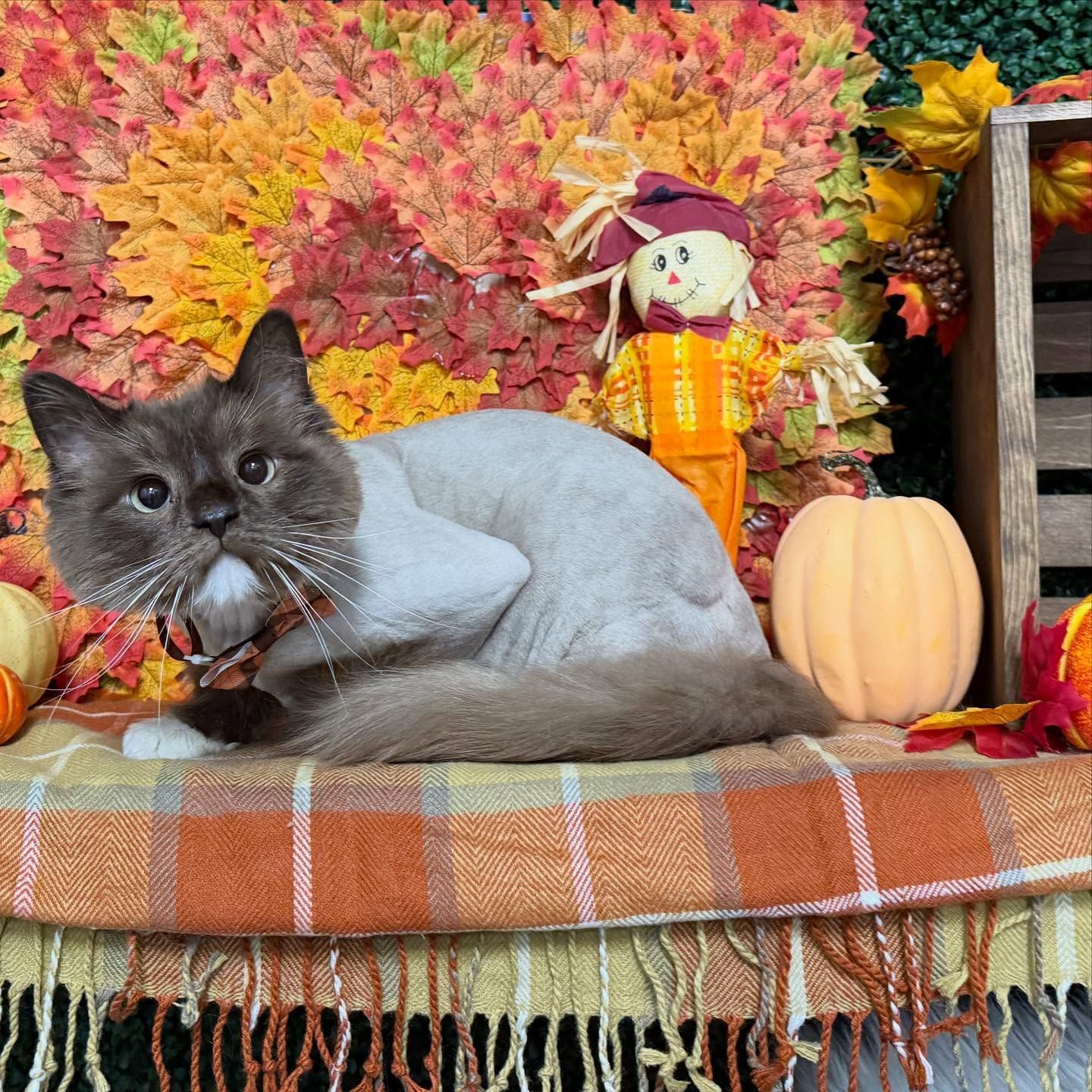 Cat with a shaved body and a fluffy head, resting in an autumnal scene with a scarecrow and pumpkins.
