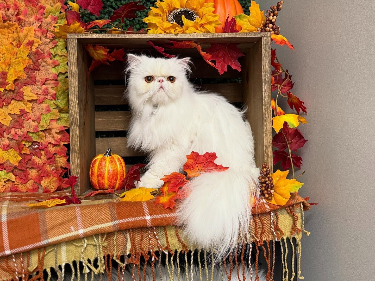 White Persian cat in a wooden crate, surrounded by autumn leaves, sunflowers, and a small pumpkin.