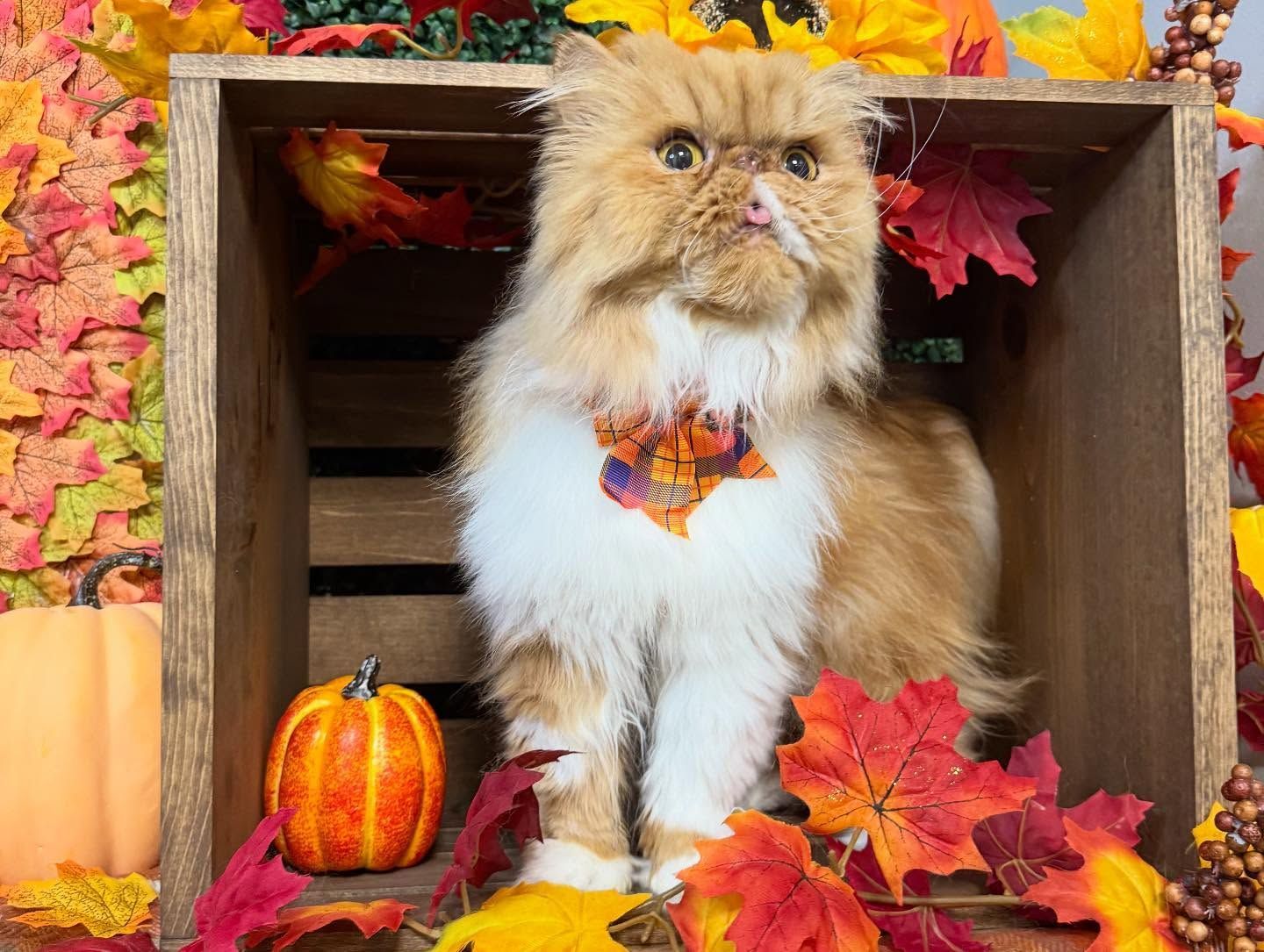 Orange Persian cat wearing a fall-themed collar, sits in a wooden crate with pumpkins and autumn leaves.